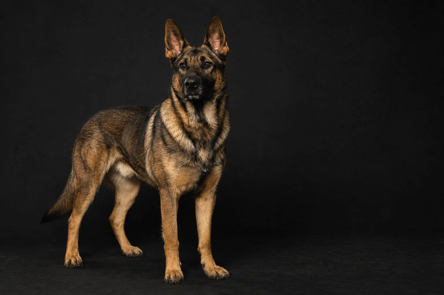 Working dog standing alert in a dark studio